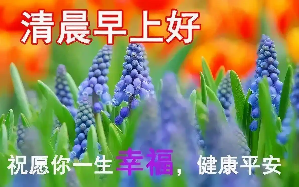 早上好动态表情包早安祝福精选语录精选早安问候图片带字