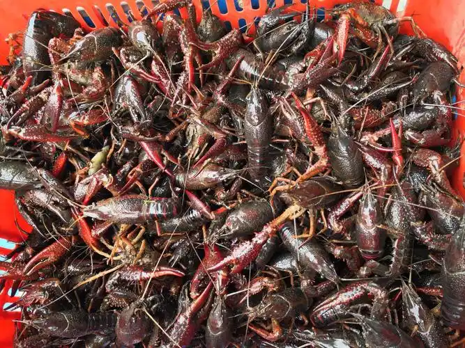 清水小龙虾 4-6钱 人工养殖