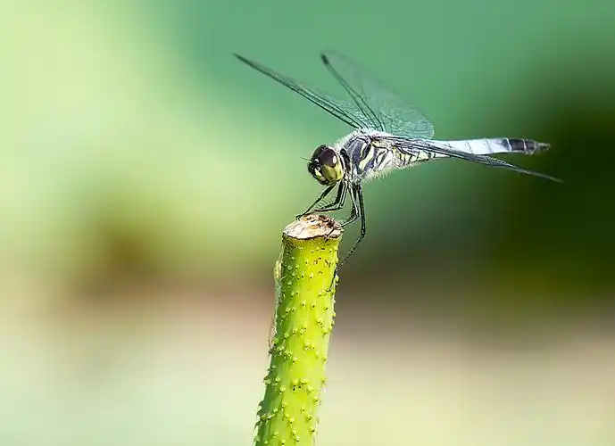 昆虫,蜻蜓,动物蜻蜓图片 昆虫,蜻蜓