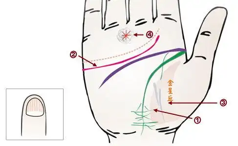 手中有乾坤 24种手相看透全身健康