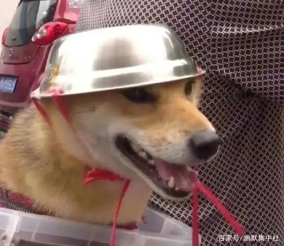 搞笑图片:这样的打扮,猪都笑开花了