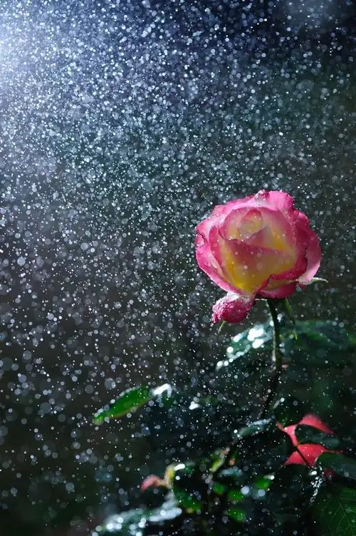 来自星星的月季