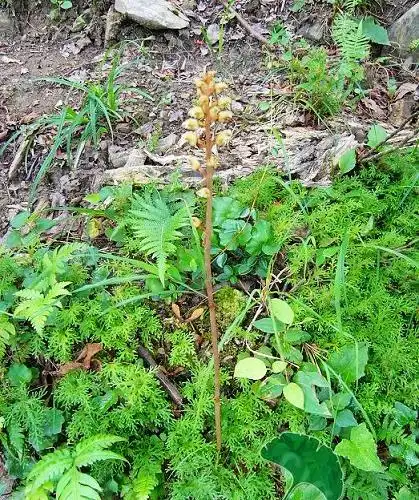 安图县人民政府网