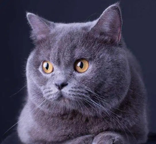 成年英短公猫体重是多少