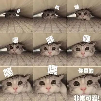 猫猫表情包:你今天也很可爱哦