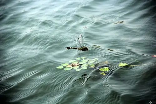 蜻蜓点水