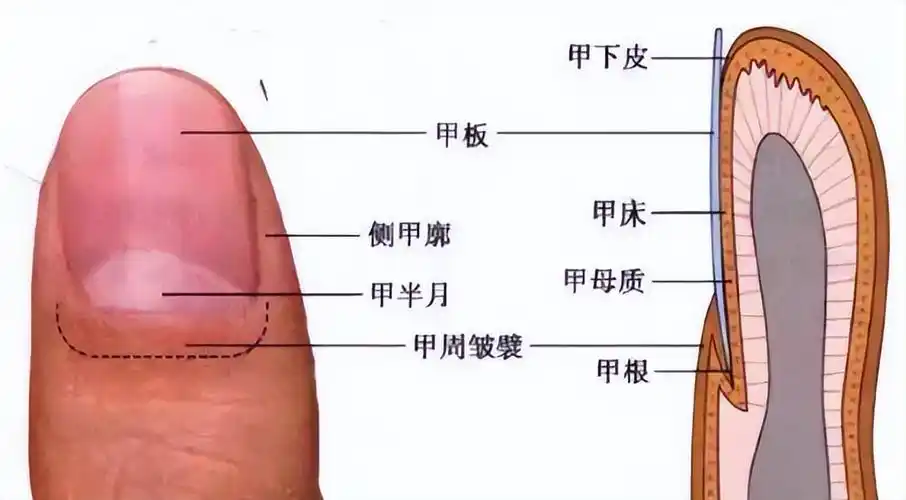 指甲半月痕影响健康?