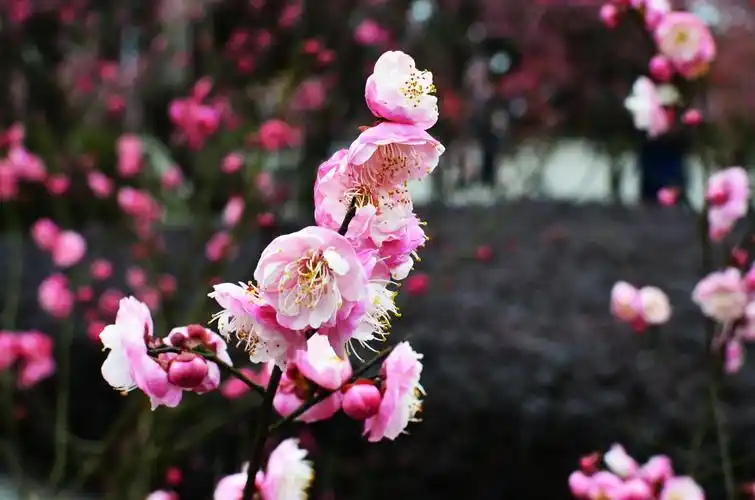 梅花桃花傻傻分不清!
