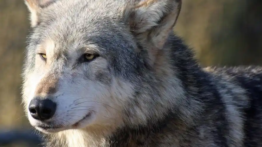 狼前视图,脸,鼻子,眼睛,外观 4k