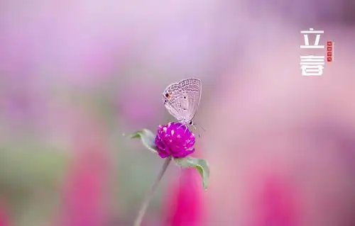 24节气立春唯美迷人主题图,节日合集-回车桌面