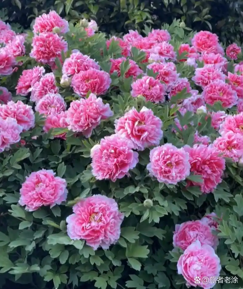 牡丹花, 百花之王 花开富贵 见者好运 赞者发财