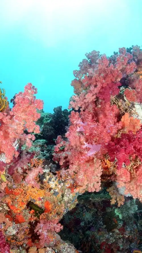 海,海底世界,美丽的珊瑚