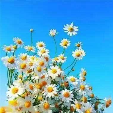 适合女人的头像好运 头像好运图片花朵_布阁拉