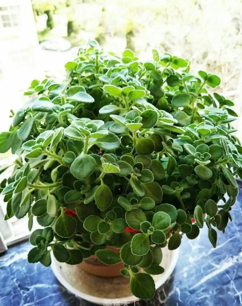 碰碰香可以驱逐蚊虫,还能煲汤烹饪 [666]碰碰香也称绒毛香茶菜,是一种