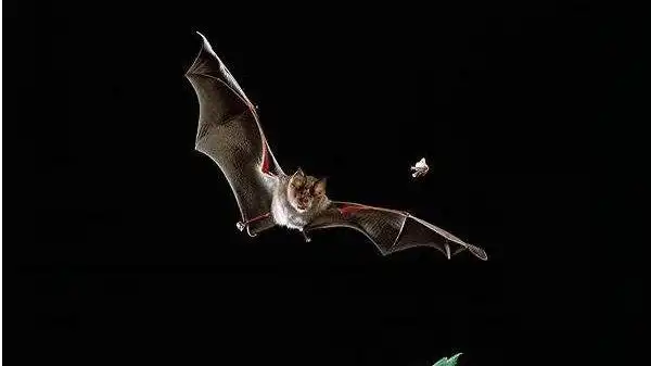 黑色的蝙蝠
