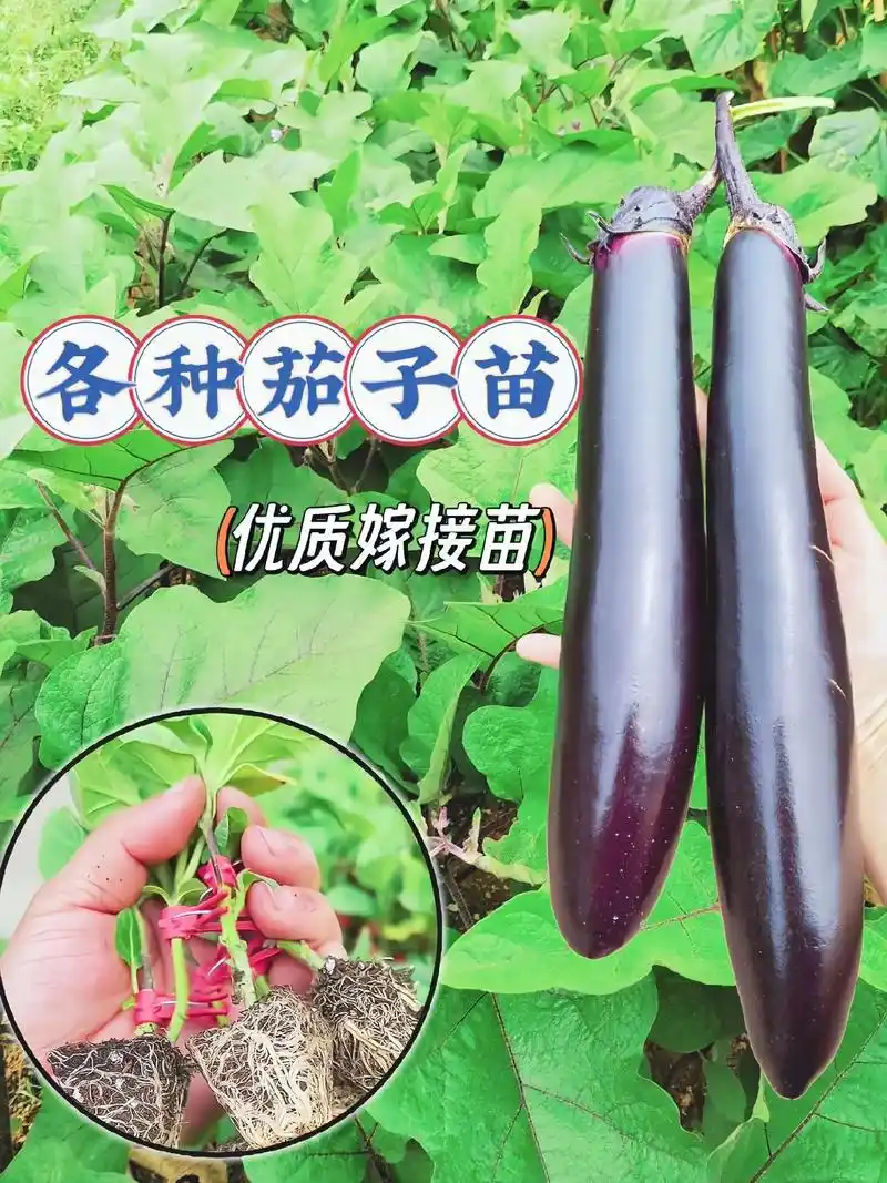 各品种茄子苗优质嫁接苗