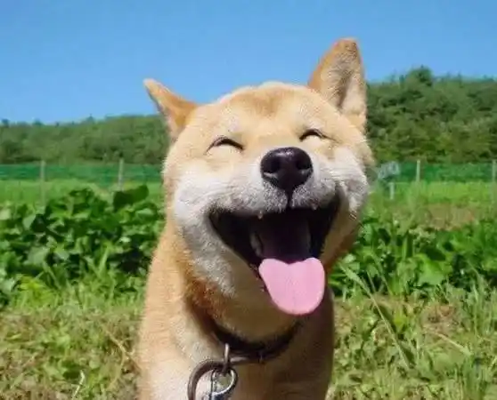 相信很多小伙伴都见过这张笑得很开心的柴犬照片,它天真无邪的笑容