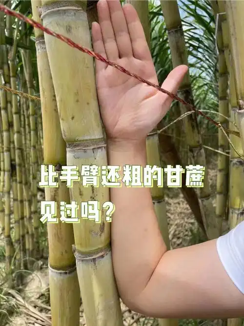 的营养价值很高,它含有水分比较多,含糖量比较丰富,其中主要是蔗糖