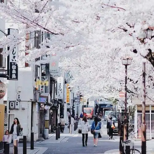软妹 少女心 粉色 韩系 日系 原宿 可爱 背景图
