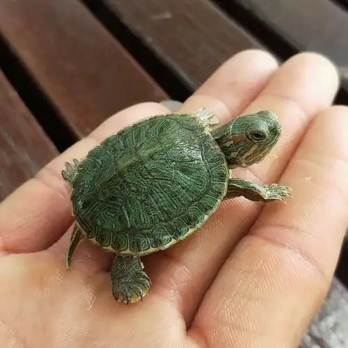 一对小乌龟活体小宠特大迷你招财情侣宠物龟活龟