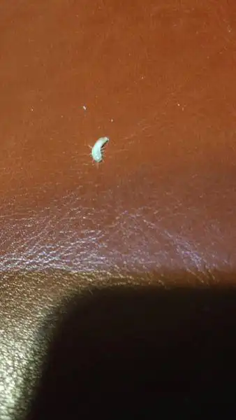 白色,一厘米大小,环节状,六条腿在身体的前半部分,有触须