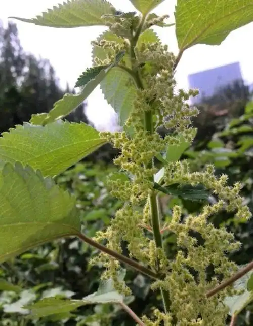 苎麻是一种怎样的植物,有哪些用途呢?