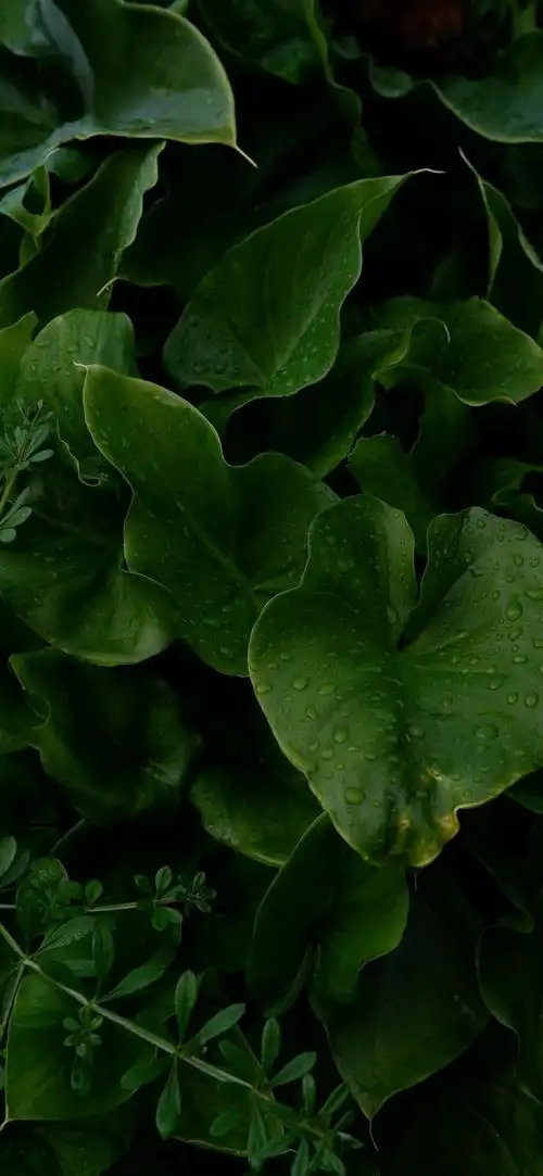 最新超清护眼手机壁纸(100张绿色护眼手机壁纸)(63)