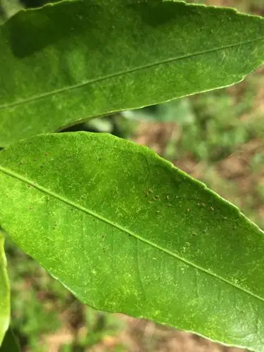 阮德林……柑桔红蜘蛛药效试验