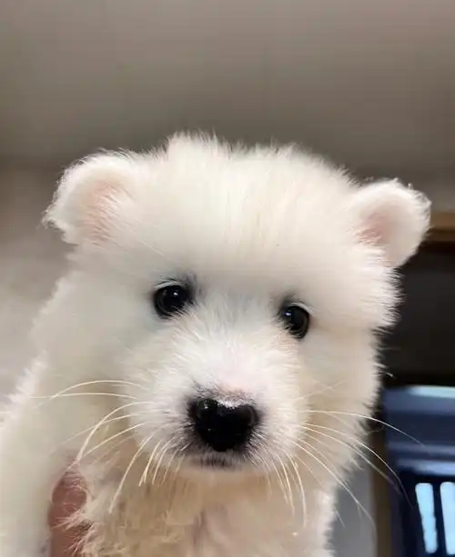 萨摩耶是世界上最可爱的狗狗了吧