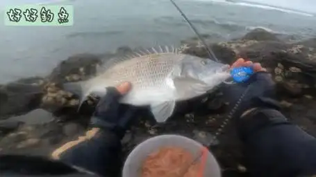 矶钓,黑毛鱼,乌鱼,黑鲷鱼,完美钓点,漂亮的皮毛