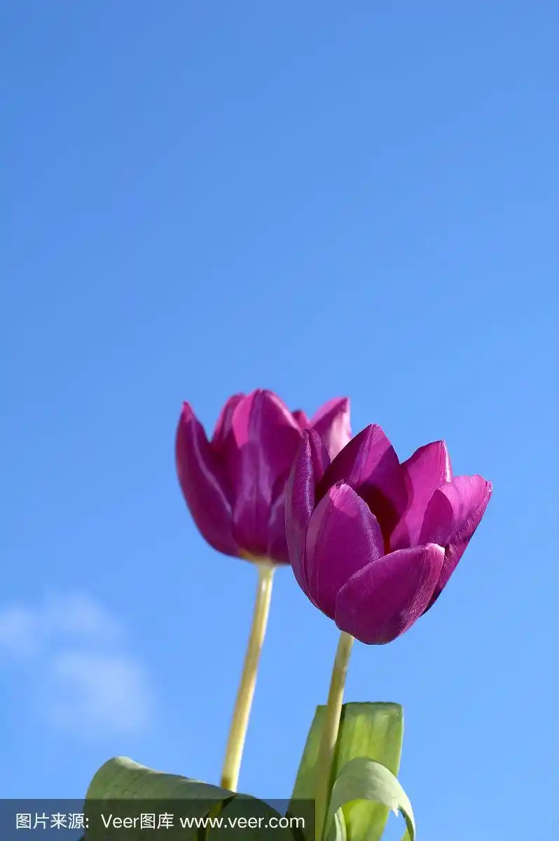 蓝色天空映衬着紫色的郁金香