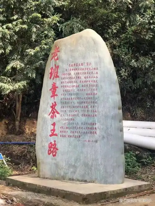 冰岛老寨古树茶开采了,以168万的价格再创高峰,不亏是冰岛茶王.