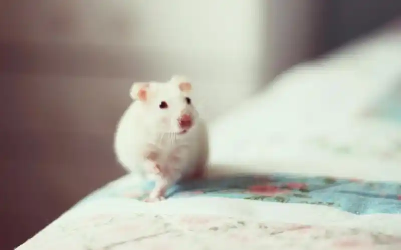 小老鼠,宠物,q星人,可爱,床,honeypie,萌宠小老鼠壁纸图片