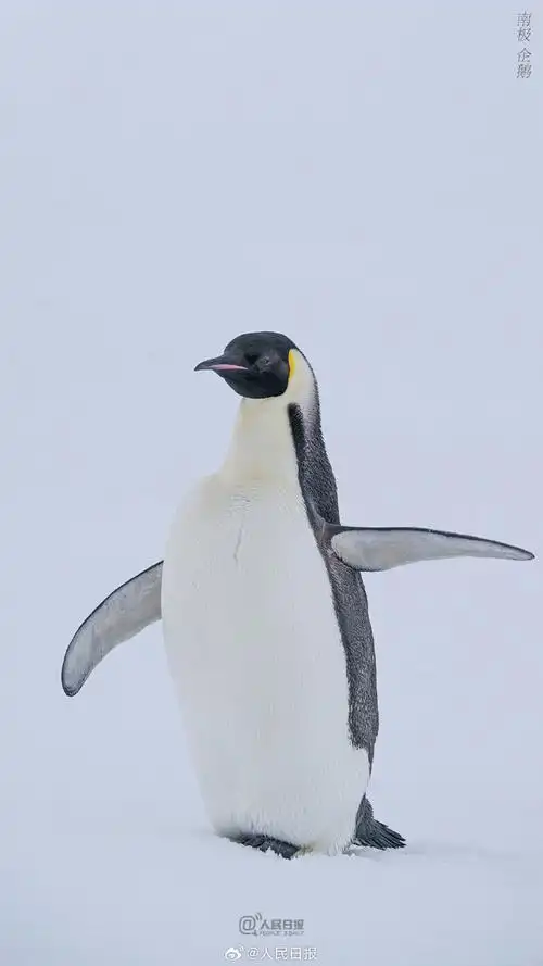 壁纸 动物 企鹅 690_1227 竖版 竖屏 手机