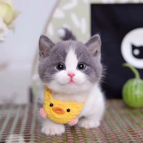 猫咪活物英短蓝白蓝猫活体宠物猫银渐层幼猫猫咪