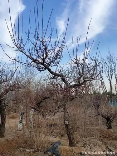 梅花已经绽放,邀您一起来赏梅踏春