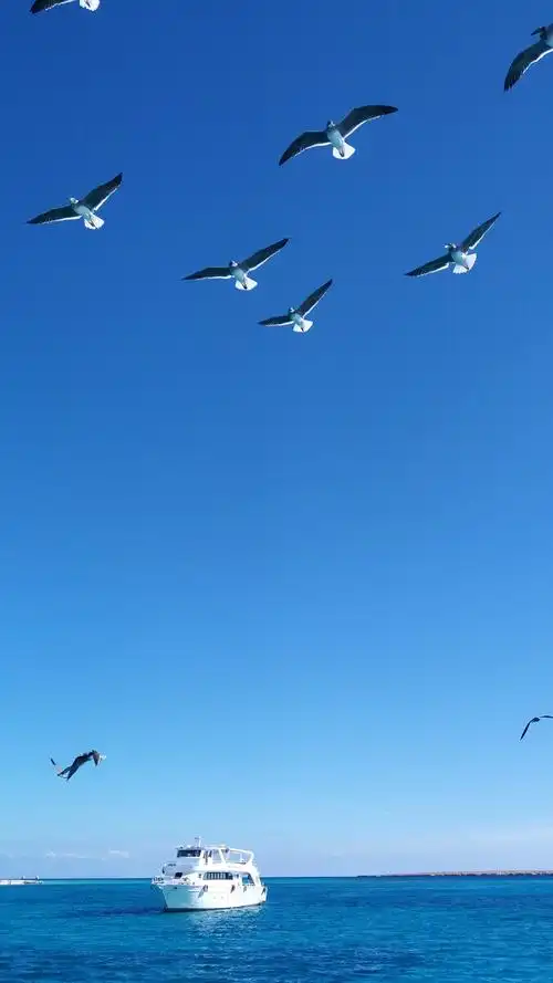 埃及红海,喂海鸥