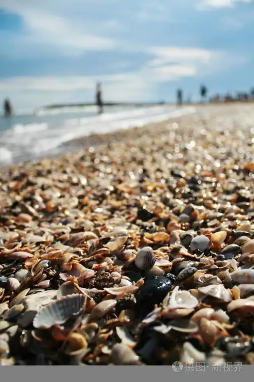 系列的夏季在海边沙滩上的贝壳