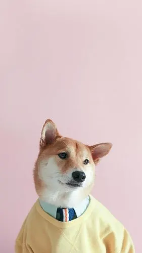 可爱又呆萌的柴犬,高清图片,手机壁纸