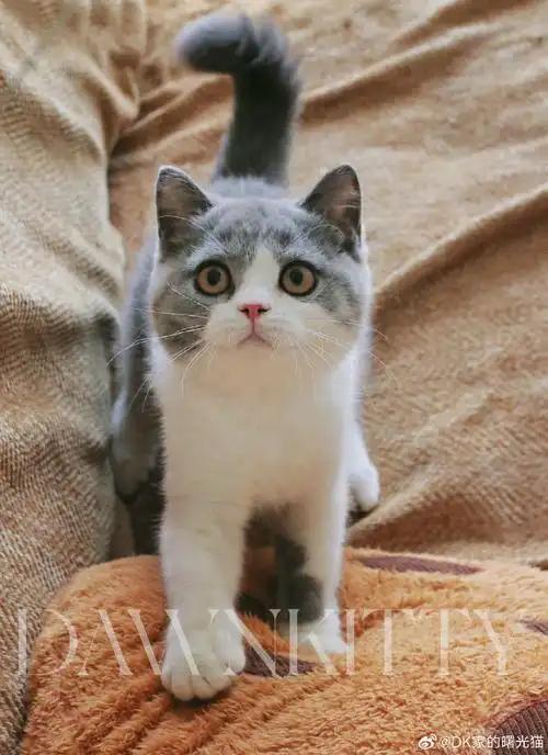 英短乳白##英短猫舍##英国短毛猫##英短##正规猫舍##成都猫舍##刮西