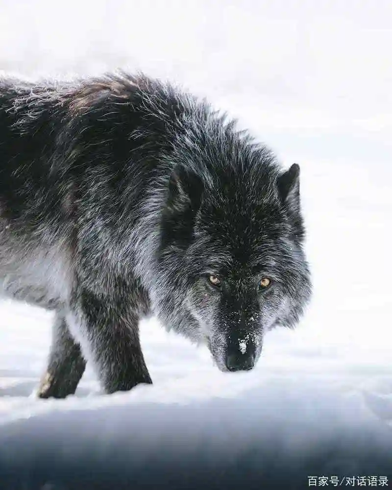 图片素材屏保下载:狼王