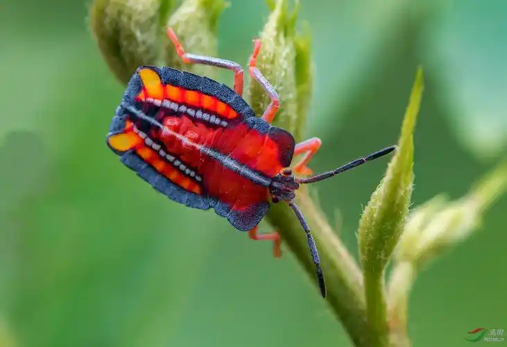荔枝蝽幼虫