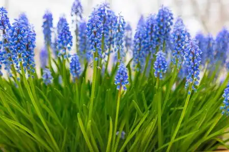 背景与蓝色花葡萄风信子,特写照片