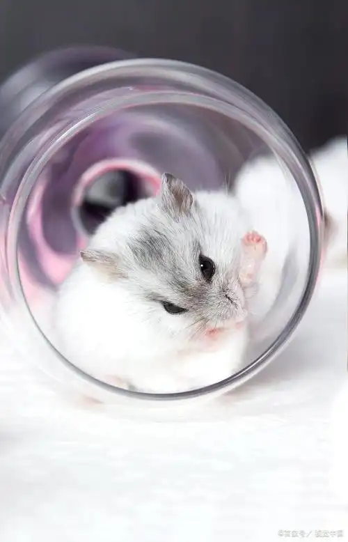 仓鼠可以吃生米吗?