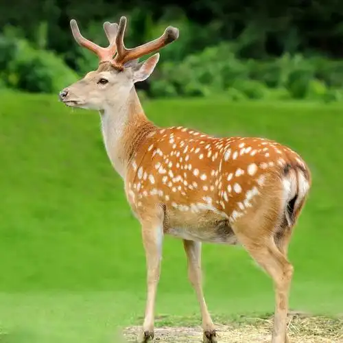 云南省出售训话梅花鹿 活体梅花鹿 梅花鹿养殖基地 价格咨询