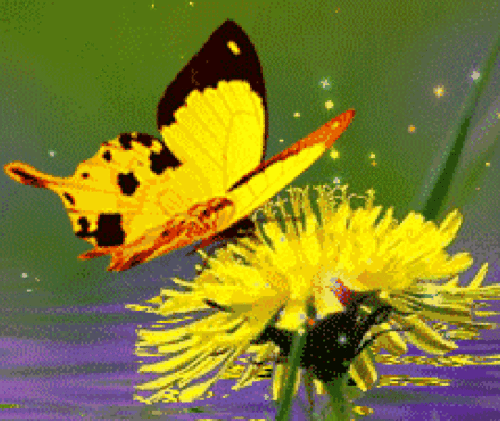 美花- 堆糖,美图壁纸兴趣社区