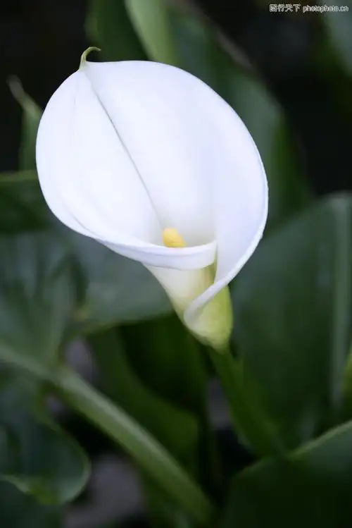 白色纯净花,风景系列,白色纯净花0051