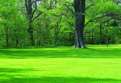 七绝.绿草(新韵十一庚)