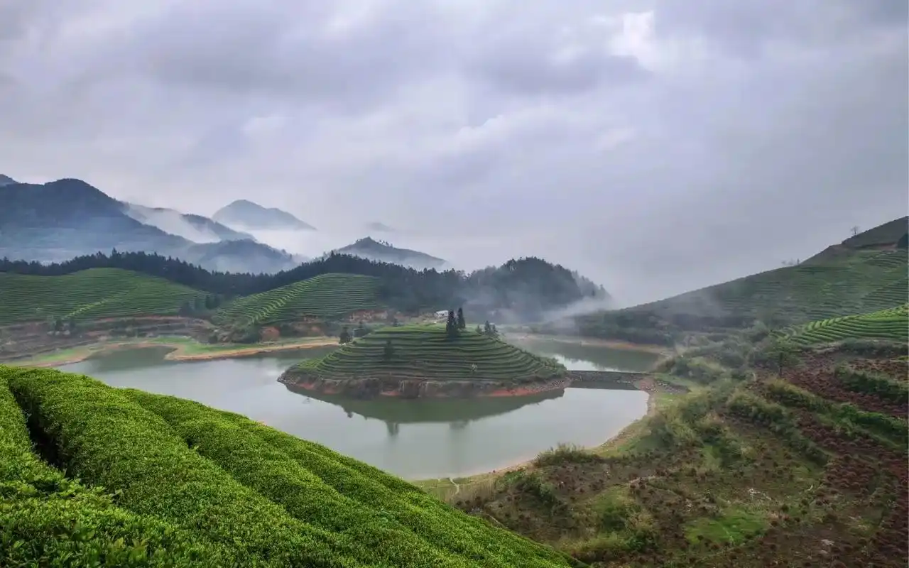 中国最美茶园塘,金华武义大圆塘茶园是著 - 抖音