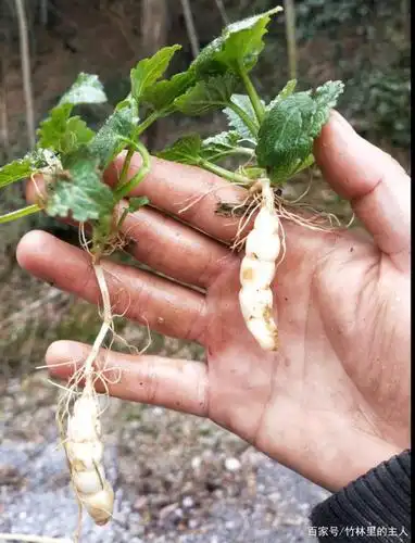 农村这种植物样子很特别,长得像蚕虫,叫地蚕草,白冬虫草
